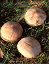 Shiitake