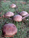 Shiitake