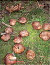 Shiitake