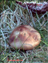 Shiitake