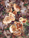 Chanterelles – Cantharellus cibarius