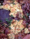 The winter Armillaria  – Flammulina velutipes