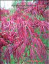 Japanese maple «Fire glow» 
– Acer Palmatum Japonicum «Fire glow»