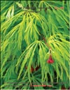 Японский пальчиковый клён «Зелёное кружево» – Acer Palmatum Japonicum «Green lace»