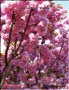 Japanese cherry «Kanzan»