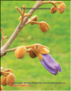 Paulownia tomentosa 
Imperialis