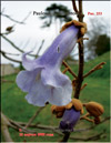 Paulownia tomentosa Imperialis