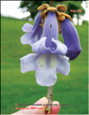 Paulownia tomentosa 
Imperialis