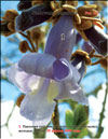 Paulownia tomentosa Imperialis