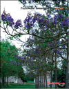 Paulownia tomentosa 
Imperialis