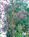 Павлония Имперская – Paulownia tomentosa Imperialis