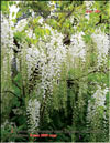 Вистерия китайская 
– Wisteria chinensis f. Alba