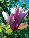 Magnolia «Ricky»