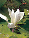 Magnolia «Lotus»