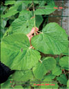 Silver linden-tree  – Tilia tomentosa