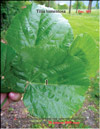 Silver linden-tree  – Tilia tomentosa