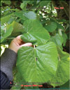 Silver linden-tree – 
Tilia tomentosa