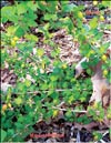 Gooseberries in April