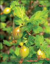 Gooseberries in May