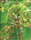 Red currants – 
Ribes nigrum L.