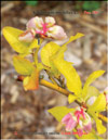 Whortleberries – Vaccinium myrtilus L.