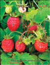 Wild strawberries – 
Fragaria vesca L.