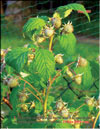 Red raspberries in May