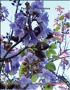 Paulownia Imperialis