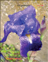 Iris germanica