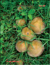 Armillaria