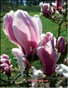 Magnolia «Wada’s picture»