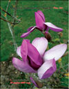 Magnolia Soulangeana «Appolo»