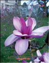 Magnolia Soulangeana «Appolo»