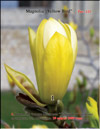 Magnolia «Yellow Bird»