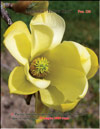 Magnolia «Yellow Bird»