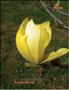 Magnolia «Yellow Bird»