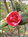 Japanese Camellia 
«Shintsukasa»