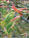 Acer Palmatum Japonicum «Green lace»