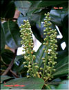 Lusitanian cherry-laurel – Prunus laurocerasus L.