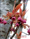 Japanese cherry, variety “Kanzan”