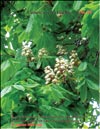 Chestnut – Castanea verca 
Gaerth.