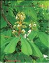 Chestnut – Castanea verca 
Gaerth.