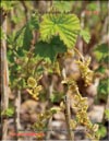 Red currants – 
Ribes vulgare Lam.