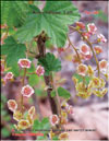 Red currants – Ribes vulgare Lam.