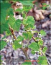 Black currants – 
Ribes nigrum L.