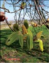 Chestnut – Castanea verca 
Gaerth.