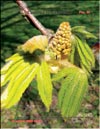 Chestnut – Castanea verca Gaerth.