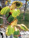 Каштан – Castanea verca 
Gaerth.