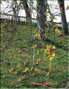 Chestnut – Castanea verca Gaerth.