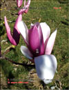 Magnolia «Royal Crown»